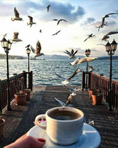 Кофе с видом на чаек
