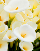 Без бренда «Белые каллы» в Новокузнецке