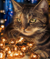 Без бренда «2KXSB-0678» в Новокузнецке