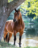 Без бренда «Коробка 20 шт: Лошадь у дерева» в Новокузнецке