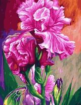 Розовый ирис