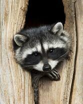 Без бренда «Енот в дупле» в Новокузнецке