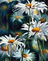 Большие красивые ромашки