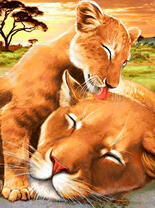 Львёнок умывает львицу