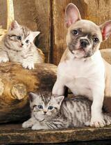 Без бренда «Милый щенок французского бульдога и два котёнка» в Новокузнецке