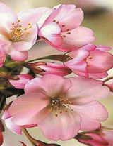 Красивые и нежные цветочки