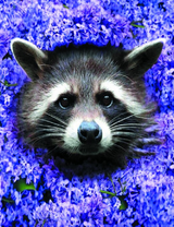 Енот среди цветов сирени