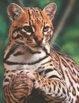 Хищный оцелот