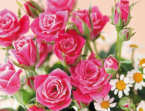 Без бренда «Букет розовых роз и ромашки» в Новокузнецке