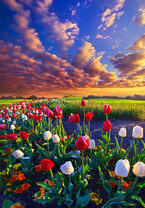Без бренда «Поле тюльпанов под облачным небом» в Новокузнецке